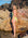 Woman wearing JAYD Swimwear Zambia one piece swimsuit in Kiwi green with contrasting Tart straps. Suit designed to raise awareness for Cure Cancer.