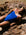 JAYD Swimwear athletic fixed back one piece in the Zambia style . Athlete Sara is wearing cobalt with contrasting pink sorbet straps.