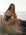 Ski athlete Jenaya Massie sitting on rocks by the ocean at sunset, wearing the JAYD Swimwear Lennox one-piece in Cacao brown with bright contrasting Kiwi green shoulder straps and hip accents.